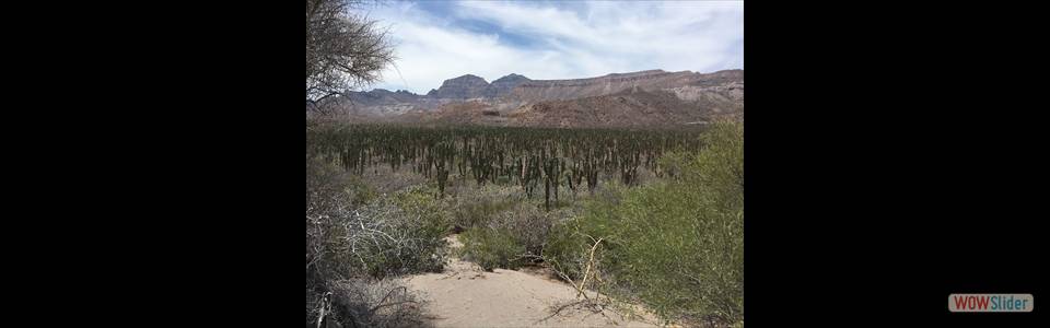 Cactus forest